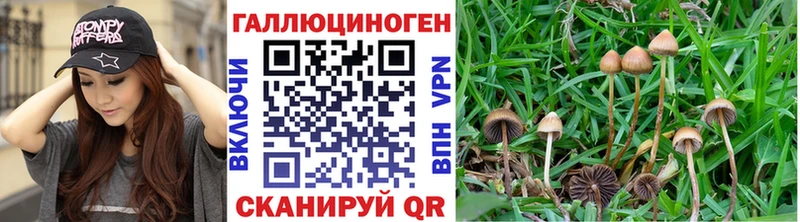 даркнет Telegram Ессентукская Псилоцибиновые грибы ЛСД